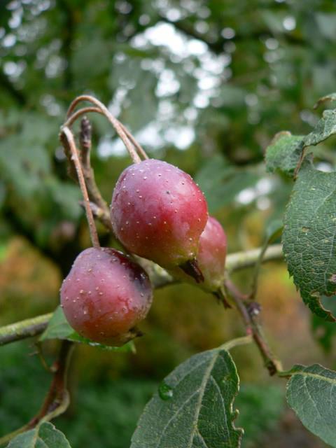 Malus sikkimensis NVBT